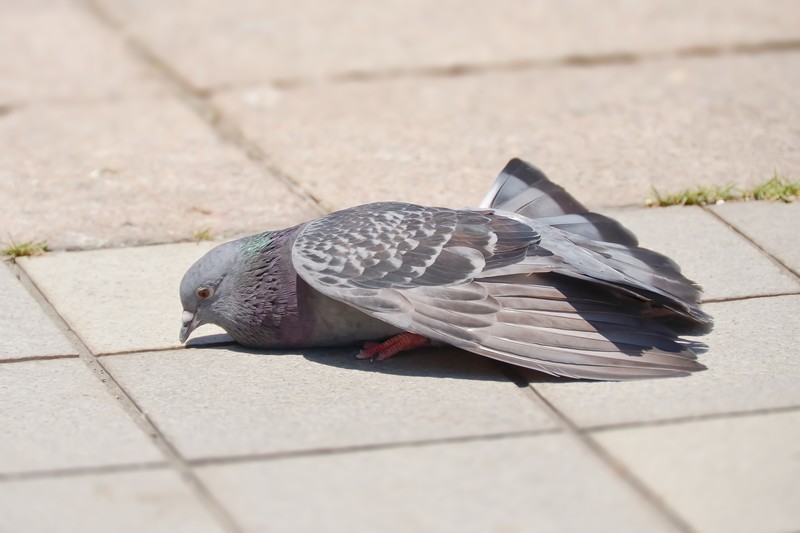 N4785_tukaretahato_TP_V4.jpg
