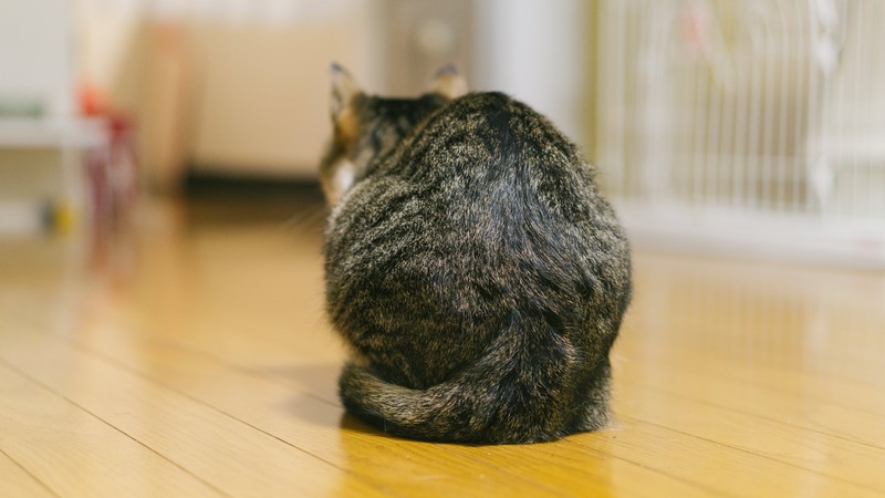猫背の猫の画像
