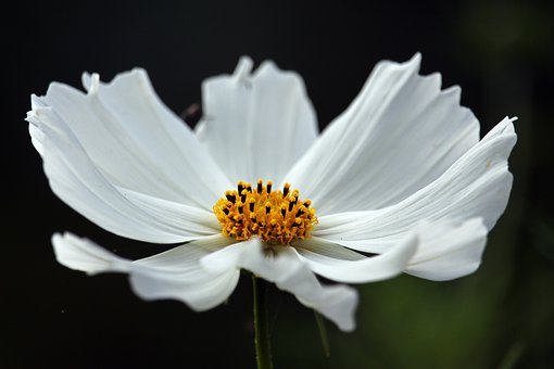 白い花